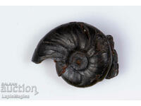 Ammonite Replaced with Hematite 3.1g 20mm #14